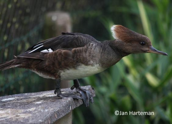 Kuifzaagbek op nestkast