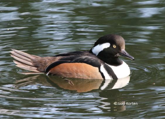 Kuifzaagbek woerd foto Jaap Korten