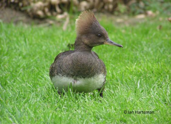 kuifzaagbek vrouw 1 jaar oud