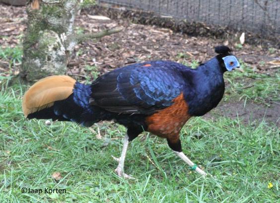 Grote Borneo vuurrugfazant haan