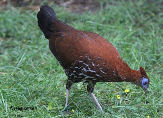 Grote Borneo vuurrugfazant hen