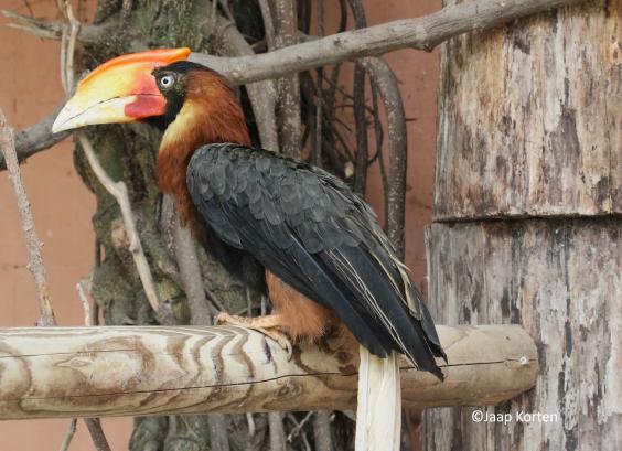 Rosse neushoornvogel