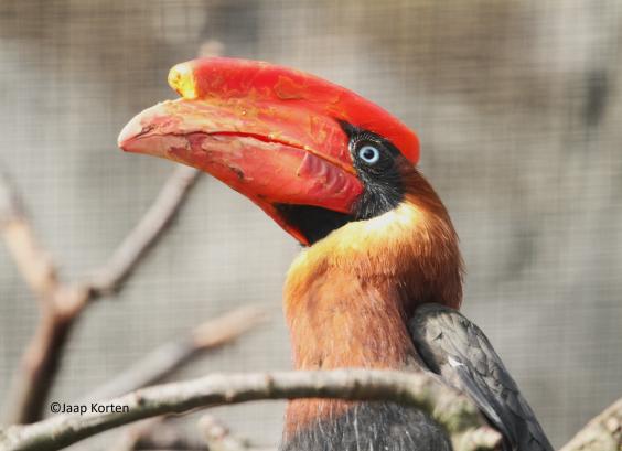 Rosse neushoornvogel