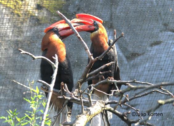 Rosse neushoornvogel