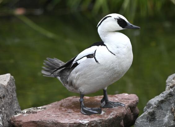 Nonnetje woerd