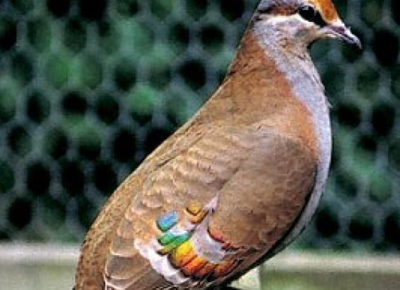 Sierlijke bronsvleugelduif