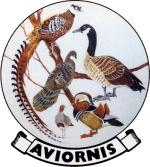 Aviornis International logo